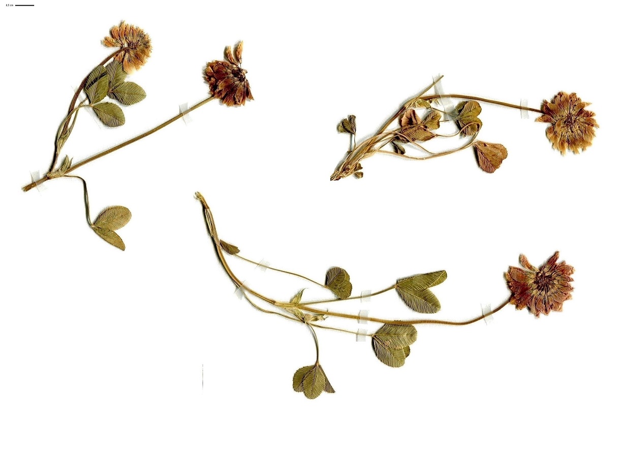 Trifolium pallescens (Fabaceae)